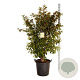 Stewartia pseudocamellia 125-150 cm cont. 55L extra