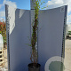 Styrax japonicus 175-200 cm 20L