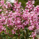 Syringa meyeri  'Pink Parfume' 50-60 cm 5,0L