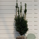 Taxus media 'Hicksii' 50-60 cm met kluit