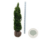 Taxus media 'Viridis' 120-140 cm met kluit extra