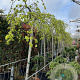 Ulmus glabra 'Pendula' 12-14 HO container