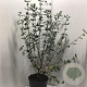 Viburnum burkwoodii 80-100 cm 12L