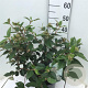Viburnum 'Eskimo' 50-60 cm 7,5L