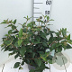 Viburnum 'Eskimo' 50-60 cm 7,5L