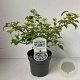 Viburnum plic. 'Watanabe' 25-30 cm 2,0L