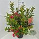 Weigela 'Red Prince' 60-80 cm 10L