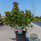 Weigela 'Red Prince' 60-80 cm 10L