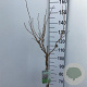 Prunus incisa 'Kojou-no-mai' 90 cm stam 7,5L
