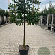 Prunus l. 'Novita' halfstam container