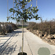 Prunus l. 'Novita' 10-12 HO 45L lei 150x120 180 cm stam