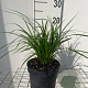 Carex morrowii GM 2,0L