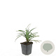 Liriope muscari 'Ingwersen' GM P9