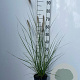 Pennisetum alopecuroides GM 2,0L