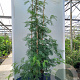 Acacia dealbata 200-250 cm container meerstammig