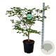 Acer japonicum 'Aconitifolium' 100-125 cm 30L extra