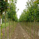 Acer plat. 'Cleveland' 10-12 HO container