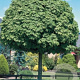 Acer plat. 'Globosum' 10-12 HO container 225 cm stam