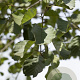 Alnus glutinosa 16-18 HO draadkluit 3 X verplant