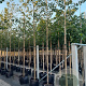 Alnus glutinosa 16-18 HO container cocos