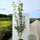Amelanchier laevis 'Snowflakes' 200-250 cm container meerstammig