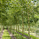 Betula pubescens 12-14 HO draadkluit 3 X verplant