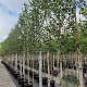 Betula utilis 'Doorenbos' 8-10 HO container