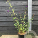 Buddleja d. 'Black Knight' 60-80 cm 7,5L