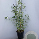 Buddleja d. 'Black Knight' 60-80 cm 7,5L