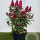 Buddleja d. B. Candy Little Ruby 30-40 cm 3,0L