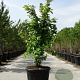 Calycanthus floridus 200-250 cm container meerstammig