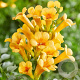 Campsis t. Golden Trumpet 80-100 cm 5,5L