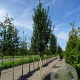 Carpinus bet. 'Lucas' 10-12 HO container