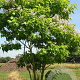 Catalpa bignonioides 400-500 cm draadkluit meerstammig solitair