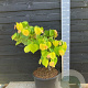 Cercis can. The Rising Sun 60-80 cm 30L