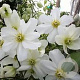 Clematis 'White Abundance' 80 cm 2,0L