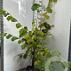 Corylus avellana 125-150 cm met kluit