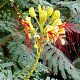 Caesalpinia gilliesii 20-30 cm 3,0L