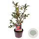 Euonymus alatus 40-50 cm 3,0L