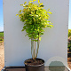 Cornus alba 'Aurea' 200-250 cm container meerstammig