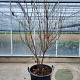 Cornus kousa 200-250 cm container meerstammig