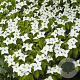 Cornus Stardust 80-100 cm 20L
