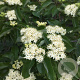Cornus wilsoniana 150-175 cm draadkluit meerstammig lage bol