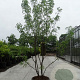 Gleditsia triac. 'Skyline' 200-250 cm cont. 110L MPS