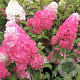 Hydrangea pan. Fraise Melba 80-100 cm 30L