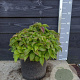 Hydrangea s. 'Ligannies' 30-40 cm 7,5L