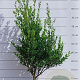 Ilex maximowicziana kanehirae 80-100 cm met kluit