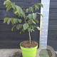 Juglans regia 50-60 cm 5,0L