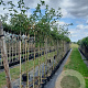 Laburnum wat. 'Vossii' 4-6 HO container 180 cm stam