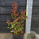 Lagerstroemia Dynabite 40-60 cm 5,0L
